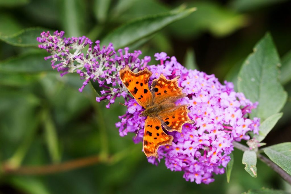 Coltiva Un Giardino: Gioca Gratuitamente A Roblox Farming Sim - Foto 7