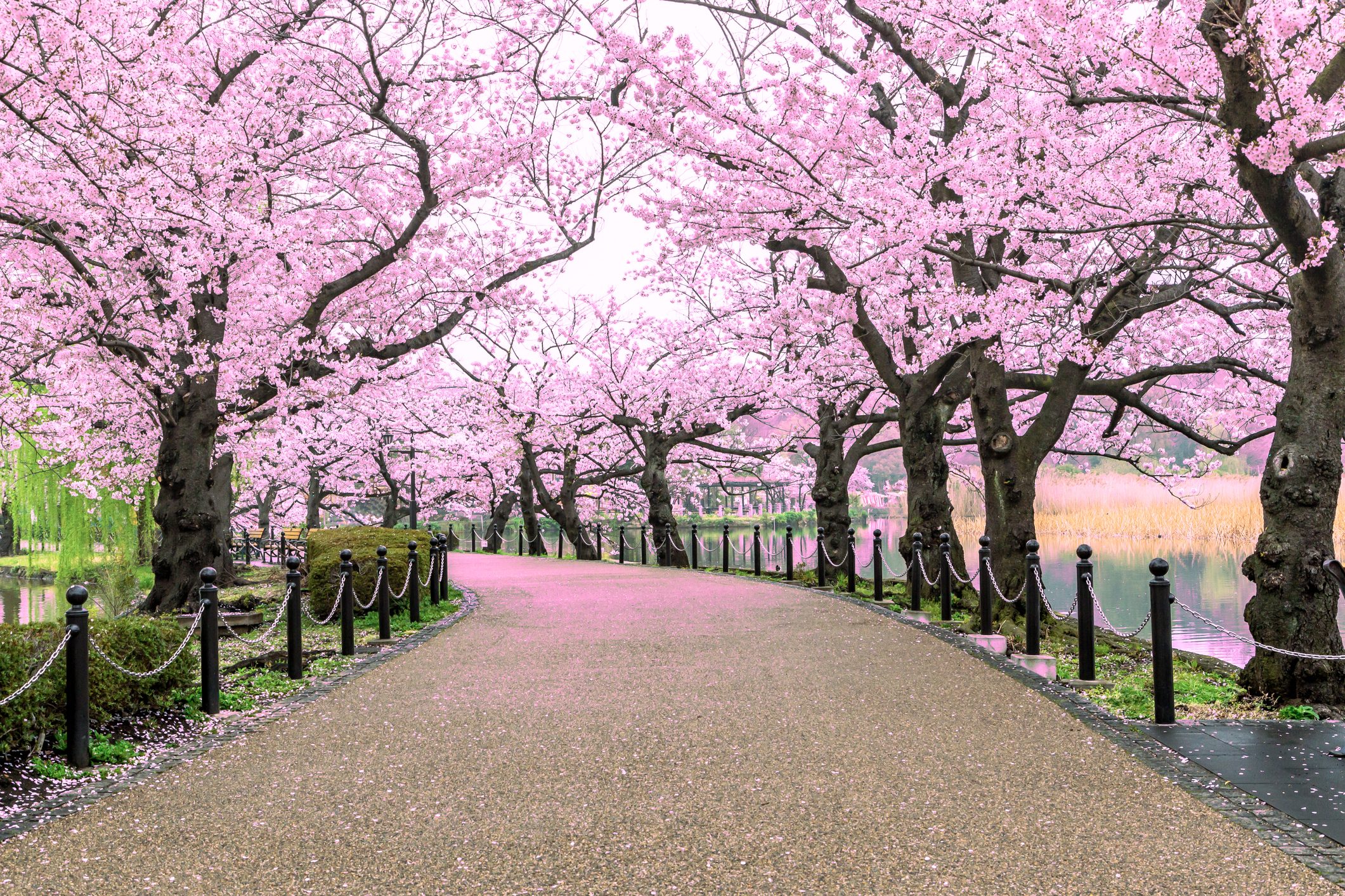 Fioritura Ciliegi In Italia 2023 Come Celebrare L Hanami Anche Qui Da Fioritura Ciliegi In Italia 2023 Come Celebrare L Hanami Anche Qui Da