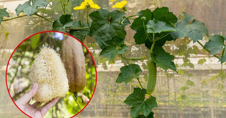 Arco Per Rose Relaxdays In Metallo - 270x144x60 Cm, Verde Scuro, Per Piante Rampicanti - Foto 11