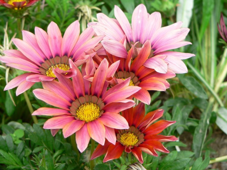 Fiore Simile A Una Grande Margherita Gazania: come coltivare il fiore simile alla Margherita che si apre con