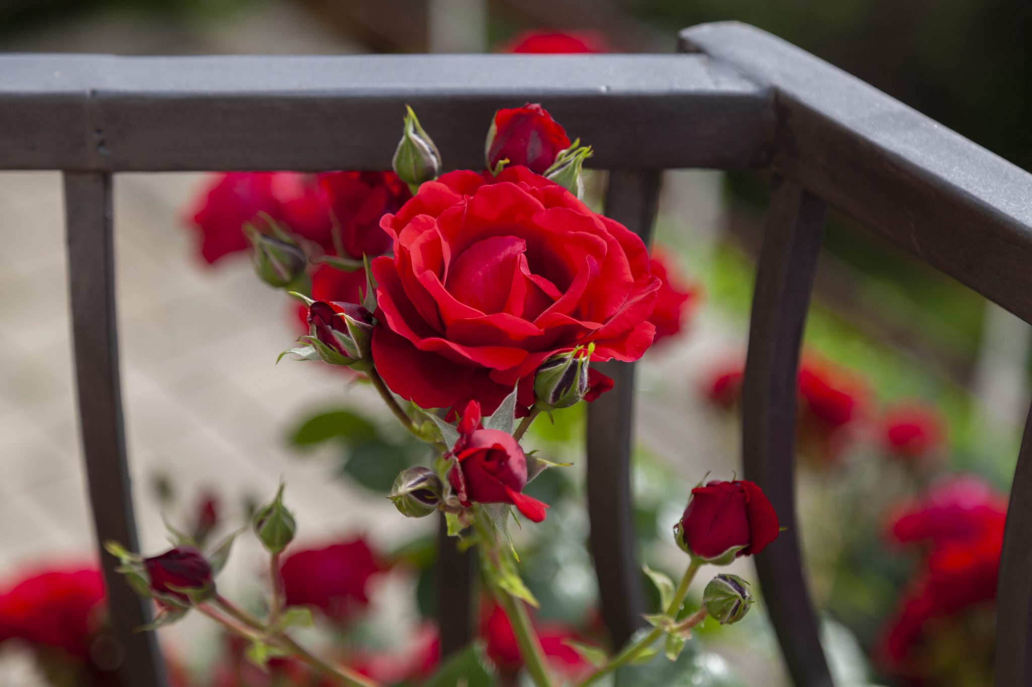 Come far brillare i vetri con un metodo semplice ed economico | Ohga!