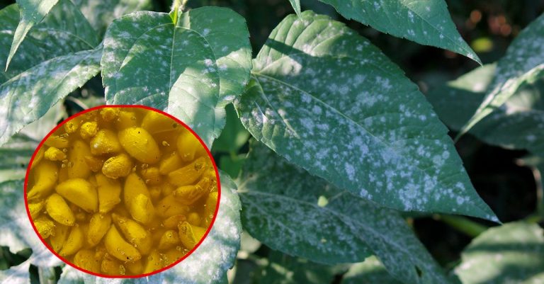 Ecco come proteggere le piante dal sole estivo