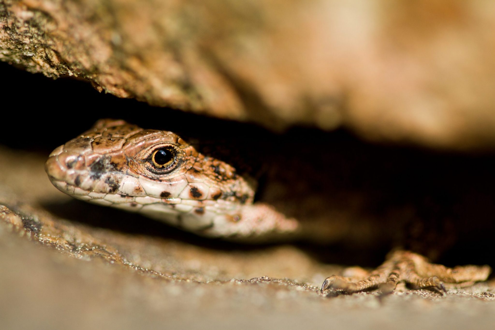 Specie aliene invasive: un problema globale | Ohga!