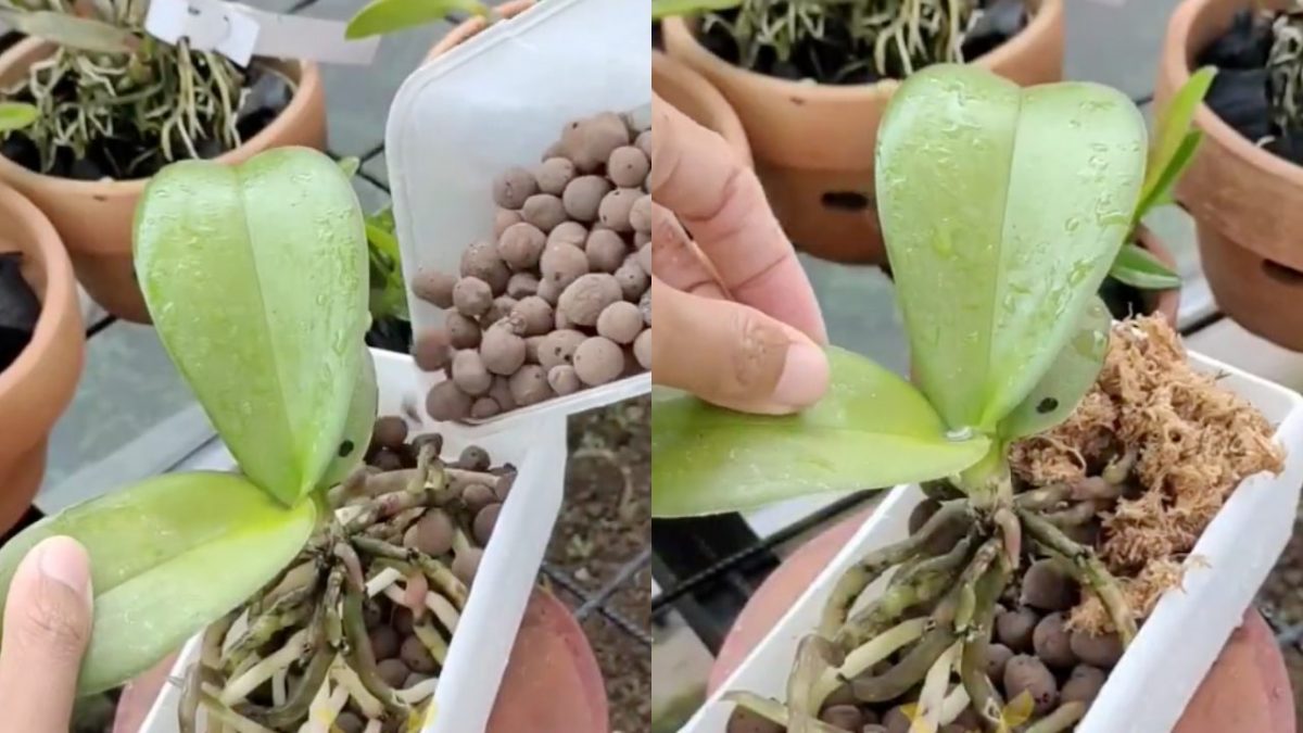 Orchidee In Vaso: Cura E Manutenzione Per Mantenerle Belle - Foto 3