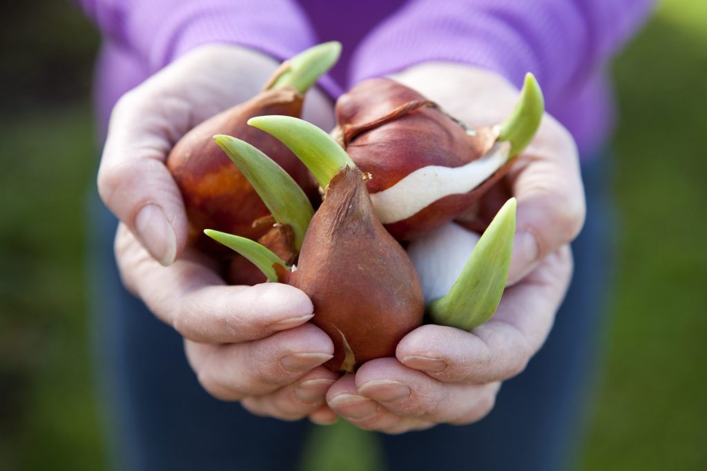 I fiori da piantare a gennaio: come fare giardinaggio in inverno | Ohga!