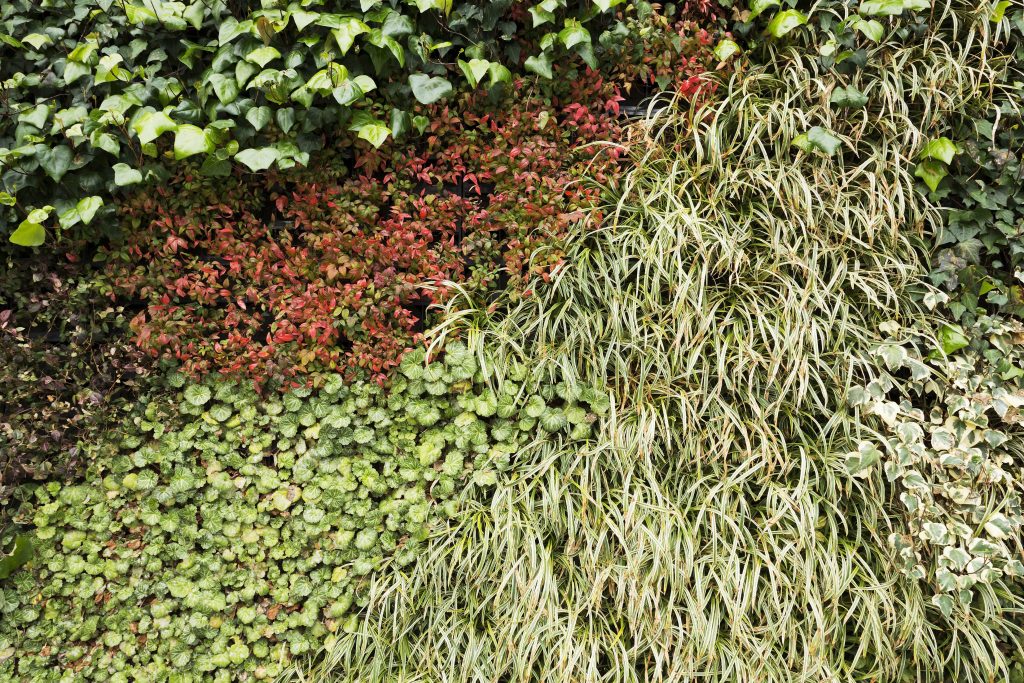 50 Clip Per Piante Rampicanti Invisibili In Acrilico - Adesivi A Foglia Verde, Ferma Piante Da Parete, Riorganizzatore Cavi, Per Piastrelle, Vetro, Marmo