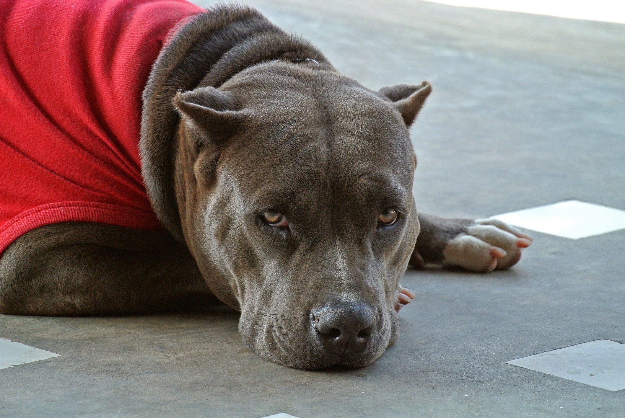 bambino ucciso pitbull