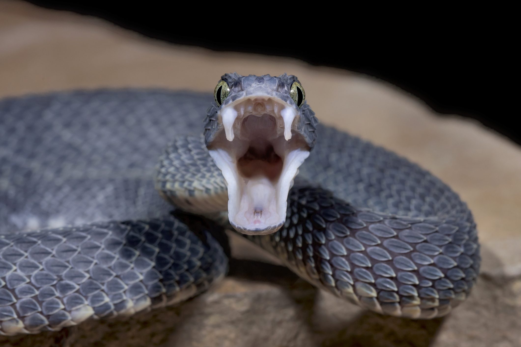 vipera donna yoga