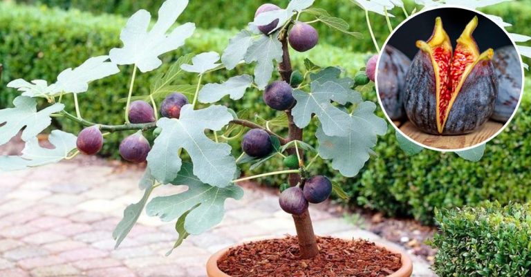 Pediluvio Con Acqua E Sale Pediluvio naturale con acqua e sale grosso: come farlo e quali sono i