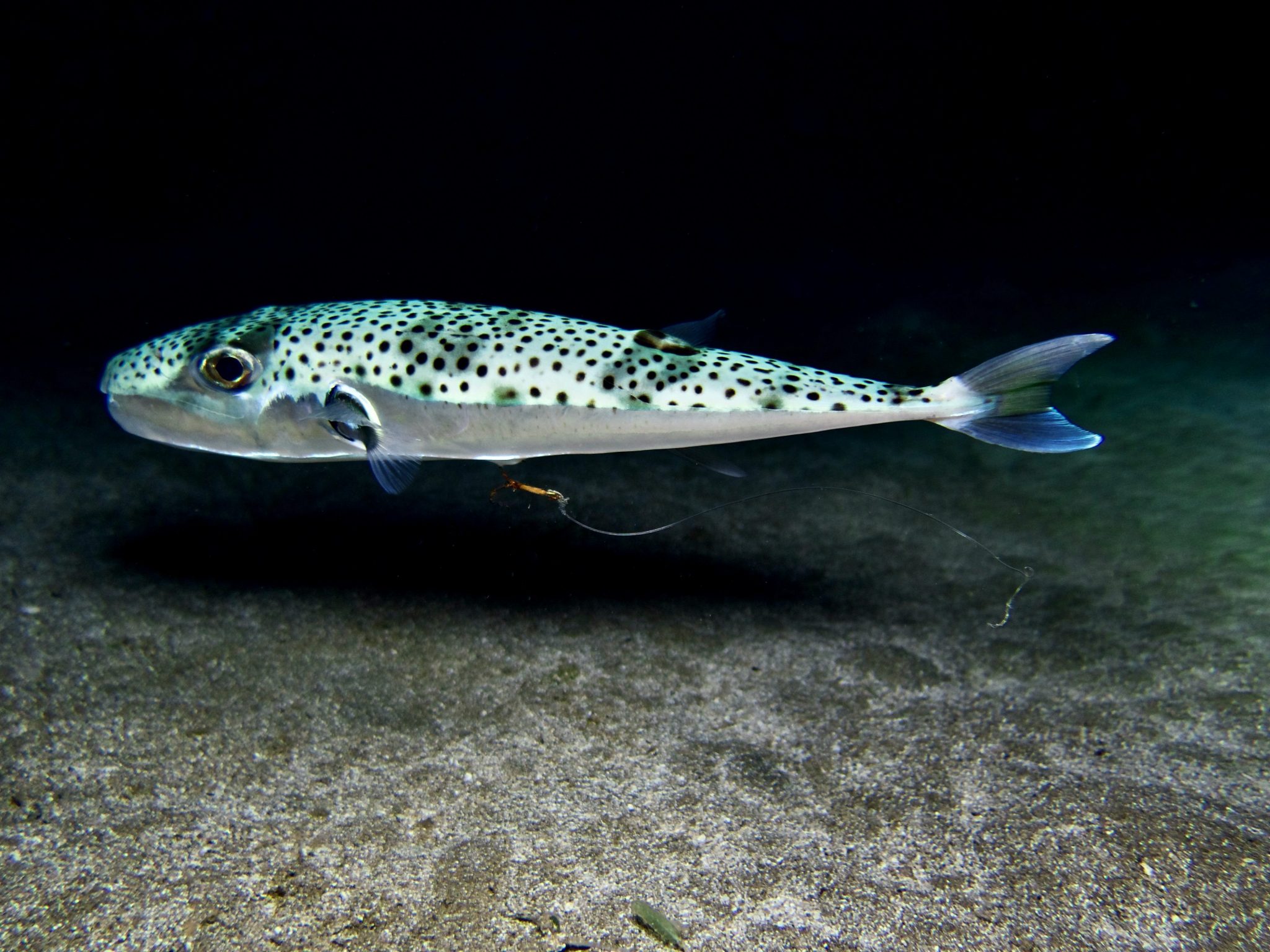 Lagocephalus Sceleratus Il Pesce Palla Velenoso Avvistato Nell Alto Lagocephalus Sceleratus Il Pesce Palla Velenoso Avvistato Nell Alto